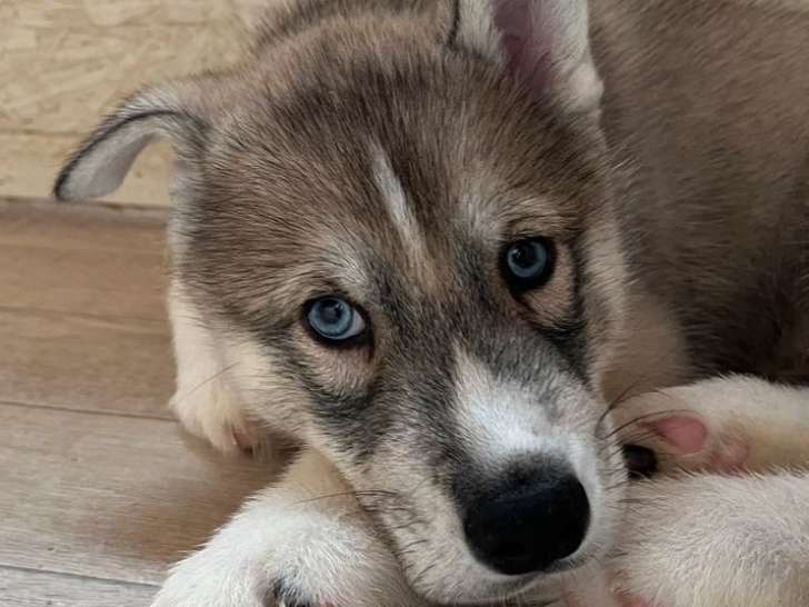 À vendre : deux chiots Huskies Sibériens LOF