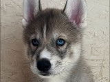 À vendre : deux chiots Huskies Sibériens LOF