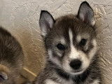 À vendre : deux chiots Huskies Sibériens LOF