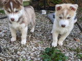 Deux chiots Huskies LOF marron et blanc à réserver