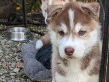 Deux chiots Huskies LOF marron et blanc à réserver