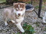 Deux chiots Huskies LOF marron et blanc à réserver