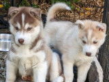 Deux chiots Huskies LOF marron et blanc à réserver