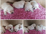 8 chiots Labradors LOF sable à réserver