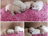 8 chiots Labradors LOF sable à réserver