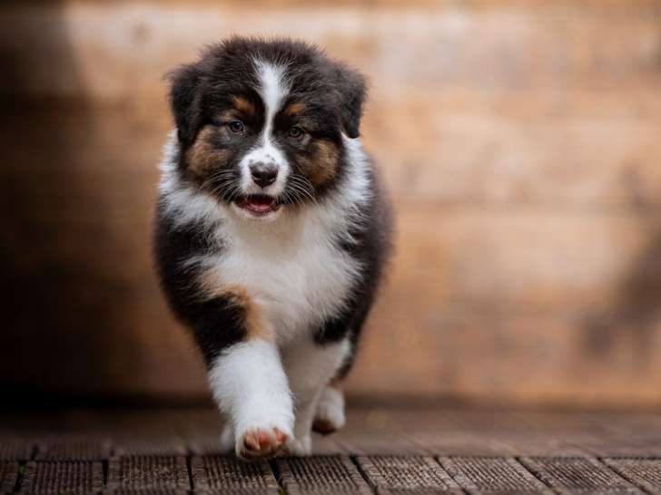 5 chiots Bergers Australiens LOF disponibles à la vente