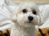 À vendre : Jeune mâle  Bichon Frisé NON LOF, d’avril 2023