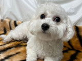À vendre : Jeune mâle  Bichon Frisé NON LOF, d’avril 2023