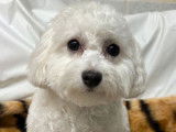 À vendre : Jeune mâle  Bichon Frisé NON LOF, d’avril 2023