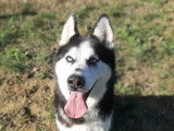 À donner : chien Husky Sibérien