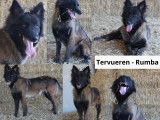 6 chiots Tervuerens LOF, d&rsquo;ao&ucirc;t 2023, &agrave; vendre