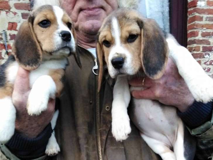Chiots Beagles avec pedigree LOSH - Deux femelles et un mâle