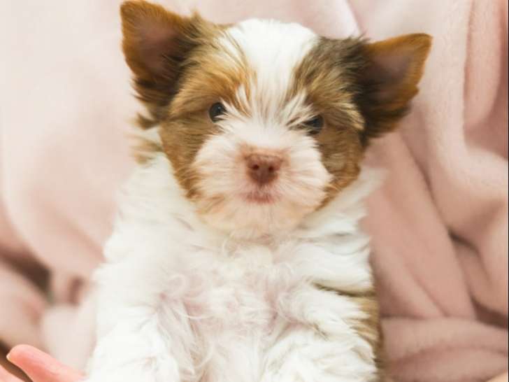 Chiots Yorkshire Terrier à vendre