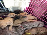Chiots Grand Danois à vendre
