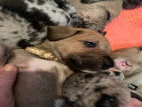 Chiots Grand Danois à vendre