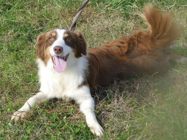 Chienne Berger Australien rouge LOF de 5 ans à vendre