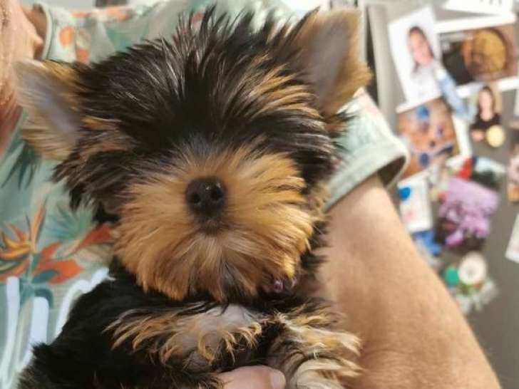 Trois chiots mâles Yorkshire Terriers LOF à acheter