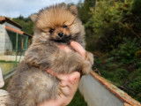 Chiot mâle Spitz Nain fauve charbonné disponible à la vente