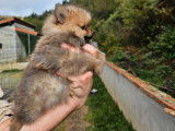 Chiot mâle Spitz Nain fauve charbonné disponible à la vente