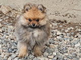 Chiot mâle Spitz Nain fauve charbonné disponible à la vente