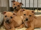 Trois chiots Staffies LOF disponibles &agrave; la vente