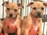 Trois chiots Staffies LOF disponibles &agrave; la vente