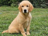 Un chiot Golden Retrievers couleur sable LOF &agrave; acheter