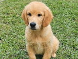 Un chiot Golden Retrievers couleur sable LOF &agrave; acheter