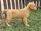 Un chiot Golden Retrievers couleur sable LOF &agrave; acheter