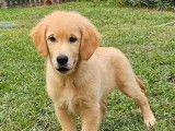Un chiot Golden Retrievers couleur sable LOF &agrave; acheter