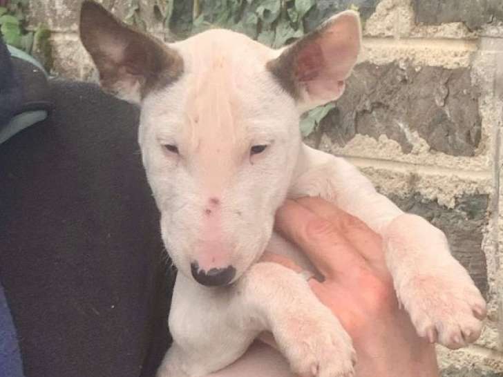 À vendre : un chiot femelle Bull Terrier