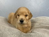Des chiots Golden Retrievers LOF disponibles à la réservation