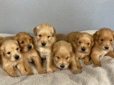 Des chiots Golden Retrievers LOF disponibles à la réservation