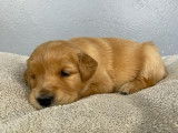 Des chiots Golden Retrievers LOF disponibles à la réservation