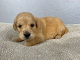 Des chiots Golden Retrievers LOF disponibles à la réservation