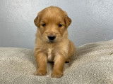 Des chiots Golden Retrievers LOF disponibles à la réservation
