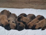 12 chiots Bergers Belges Malinois LOF à réserver