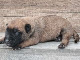 12 chiots Bergers Belges Malinois LOF à réserver