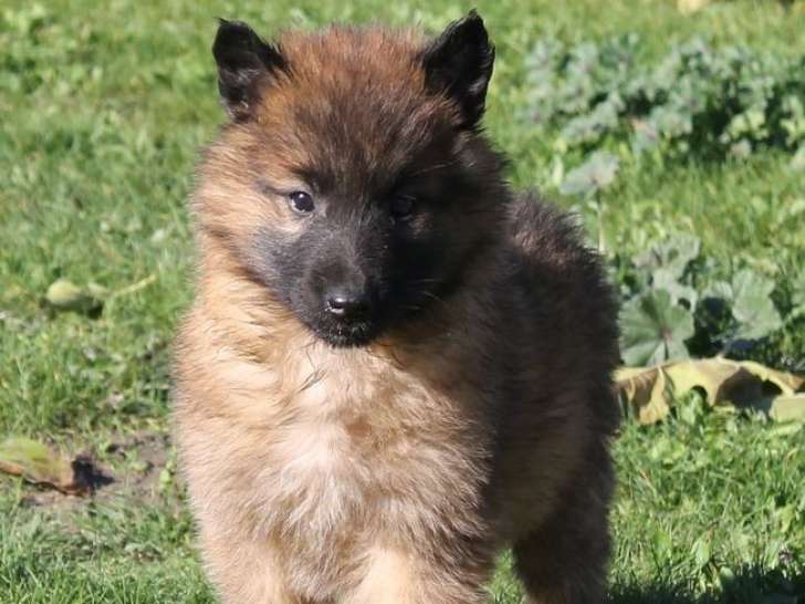 À réserver : 6 chiots Bergers Belges Tervueren LOF