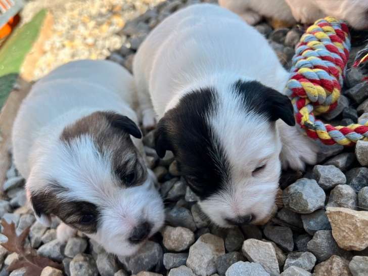 Deux chiots Jack Russells LOF à réserver