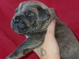 8 chiots Cane Corso LOF à la réservation