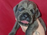 8 chiots Cane Corso LOF à la réservation