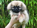 Des chiots Epagneuls Tibétains à vendre