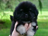 Des chiots Epagneuls Tibétains à vendre