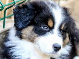 4 chiots Bergers Australiens tricolores LOF