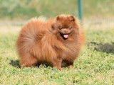 Chien Spitz Nain Pomeranian chocolat LOF disponible pour saillie