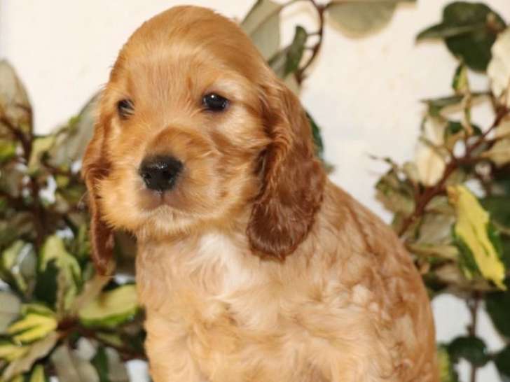4 chiots Cockers Anglais golden à vendre