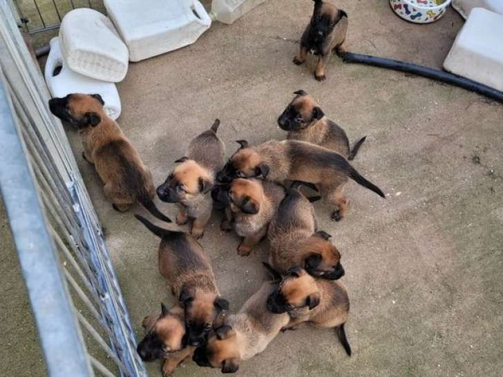 À réserver : 11 chiots Malinois LOF fauve charbonné