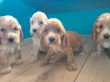 Des chiots Cockers Anglais LOF disponibles à l'achat