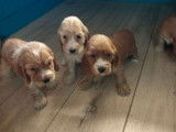 Des chiots Cockers Anglais LOF disponibles à l'achat